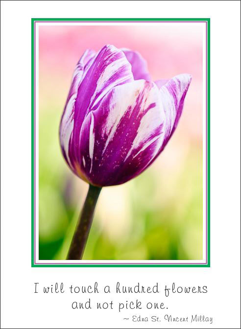 100_Flowers_Tulip.jpg