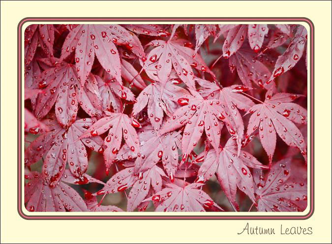 Autumn_Red_Wet_Leaves.jpg