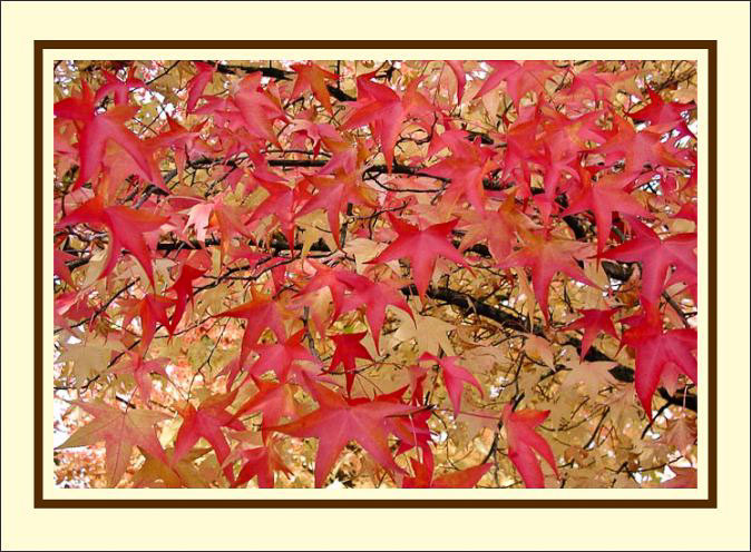 Autumn_Stars.jpg
