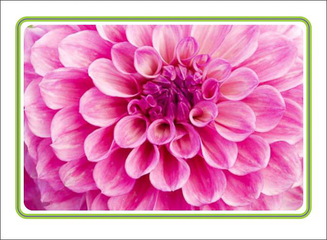 Dahlia_Close_Up.jpg