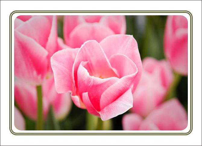 Delicate_Pink_Tulip.jpg