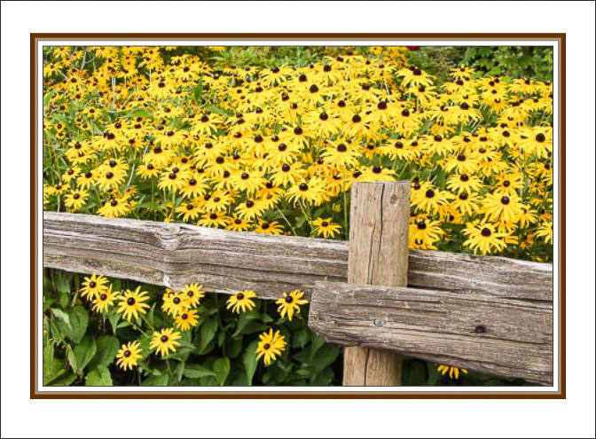 Fenced_Blackeyed_Susans.jpg