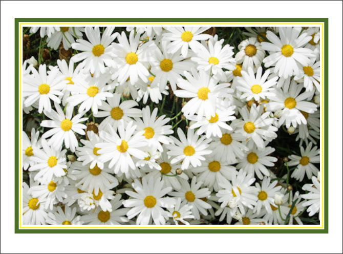 Lots_of_White_Daisies.jpg