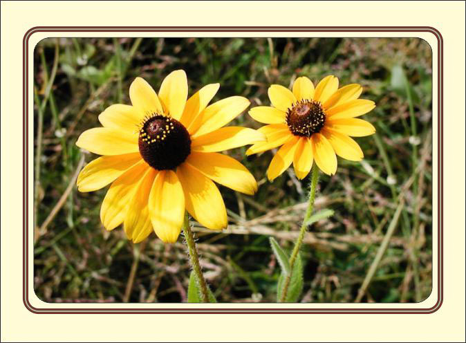 Mother_Daughter_Blackeyed_Susan.jpg