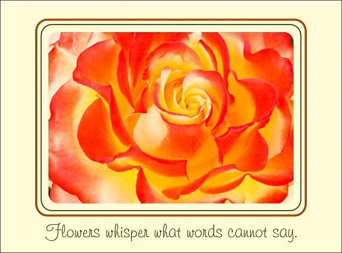 Orange_Flower_Whisper.jpg