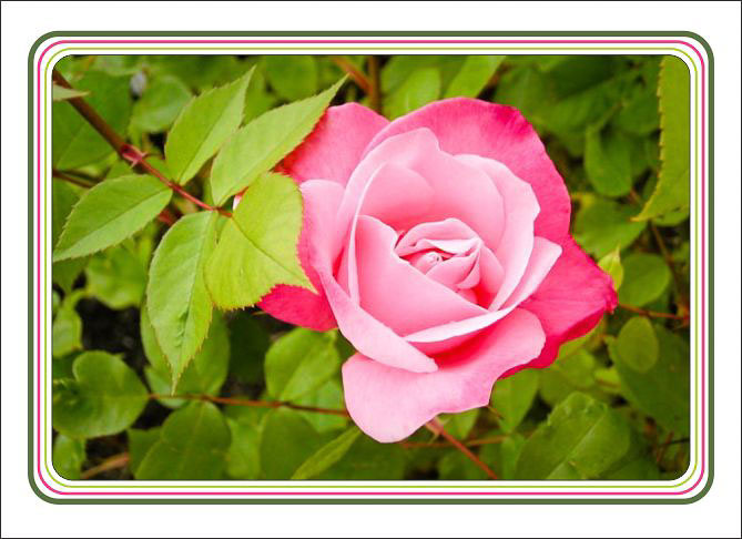 Pink_And_Full_Rose.jpg
