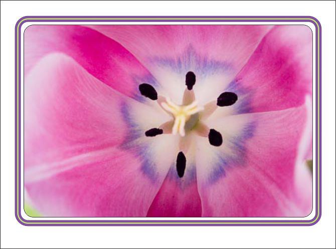 Pink_Blue_Tulip_Center.jpg