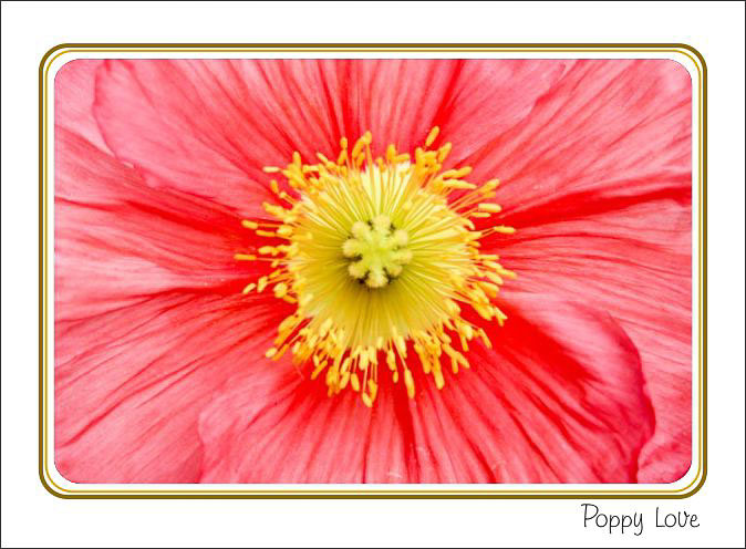 Pink_Poppy_Center.jpg