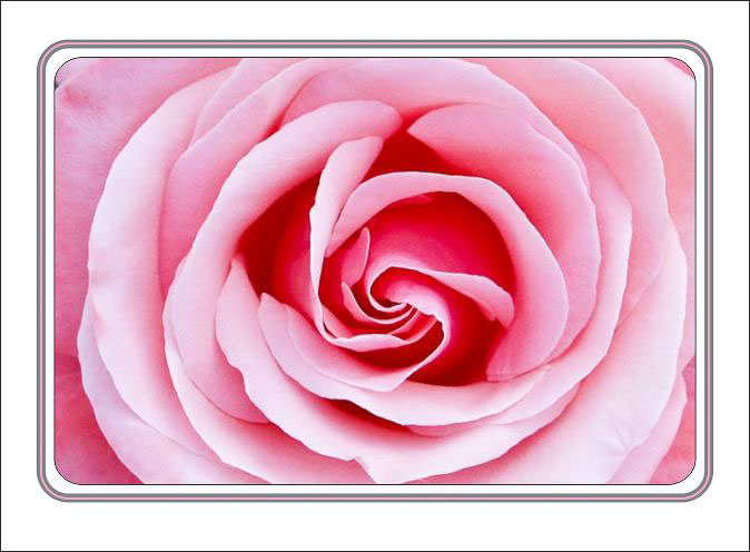 Pink_Rose_Close.jpg