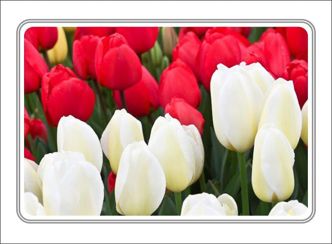 Red_And_White_Tulips.jpg