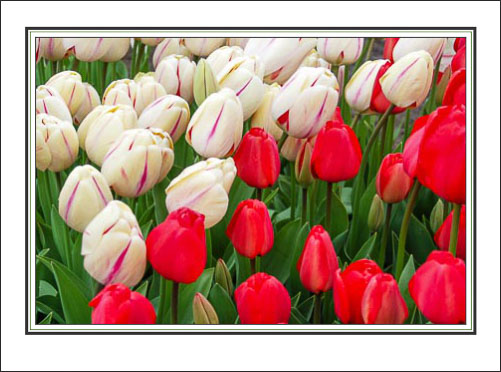 Red_White_Red_Tulips.jpg