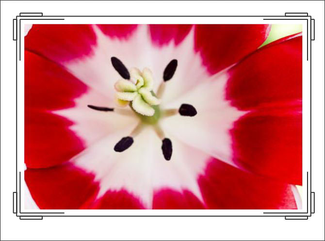 Red_White_Tulip_Center.jpg