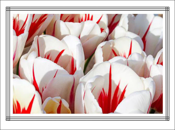 Rolling_Red_White_Tulips.jpg