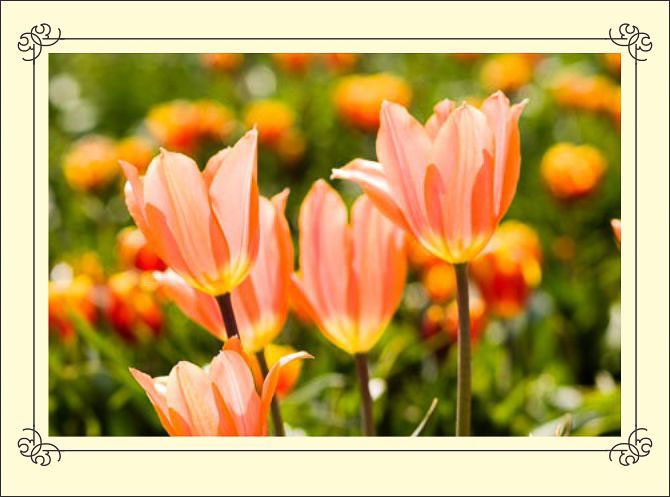 Three_Orange_Tulips.jpg