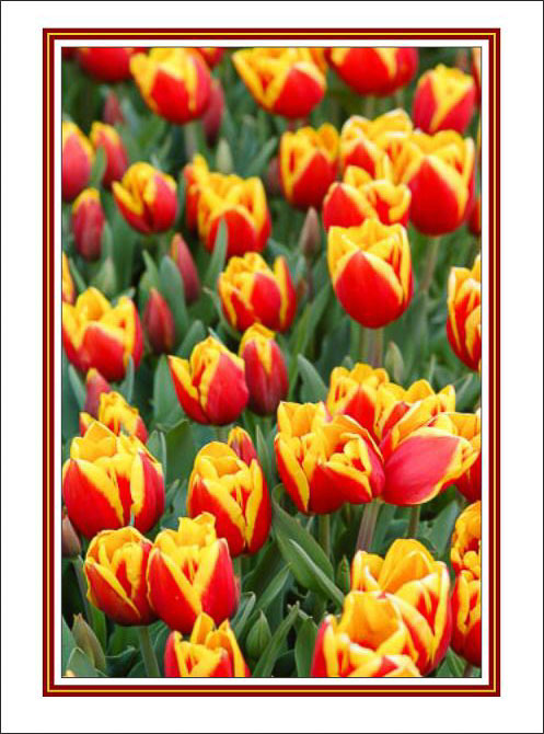 Tulips_Ablaze.jpg
