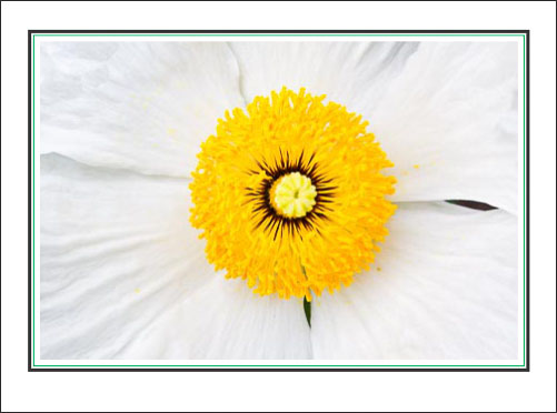 White_Flower_Yellow_Center.jpg