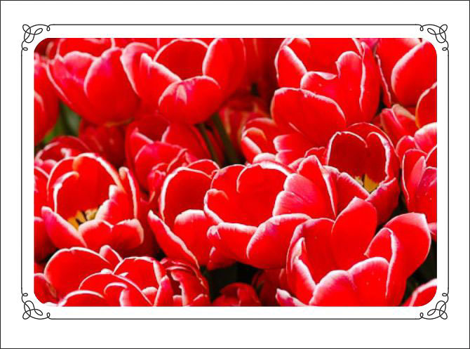 White_Trimmed_Red_Tulips.jpg
