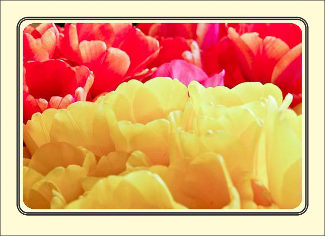 Yellow_-_Red_Tulips.jpg