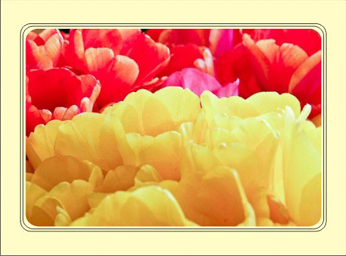 Yellow_Red_Tulips.jpg