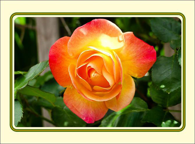 Yellow_Rose_Orange_Trim.jpg