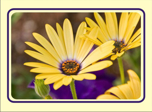 Yellow_Spring_Daisy.jpg