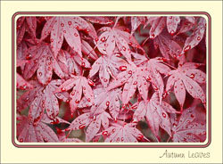 Autumn_Red_Wet_Leaves.jpg