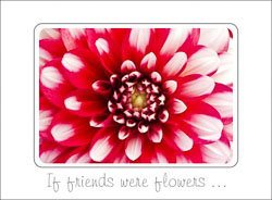 Dahlia_Flower_Friend.jpg