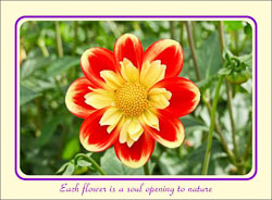 Dahlia_Opening_To_Nature.jpg