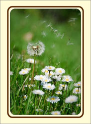 Dandelion_Greeting_P.jpg