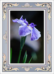Framed_Purple_Iris.jpg