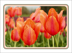 Orange_Tulips.jpg