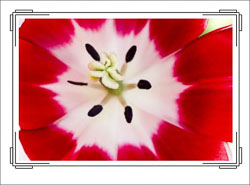 Red_White_Tulip_Center.jpg