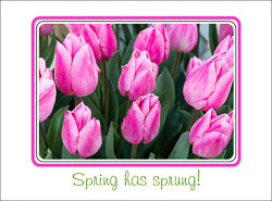 Spring_Has_Sprung.jpg