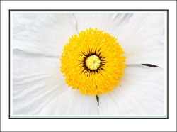 White_Flower_Yellow_Center.jpg