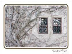 Window_Vines_Greeting.jpg