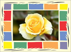 Yellow_Rose_Anniversary.jpg