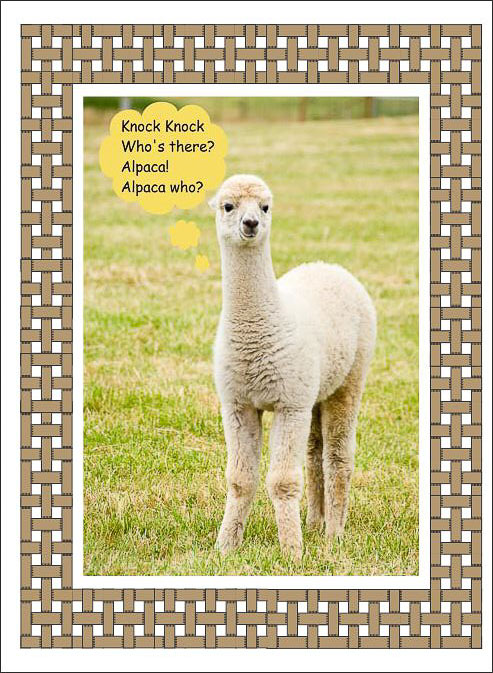 Alpaca_Birthday.jpg