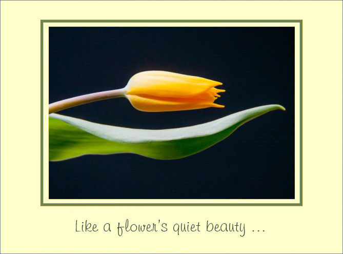 Hozional_Yellow_Tulip.jpg