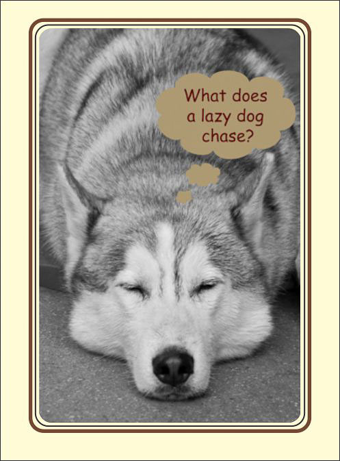 Lazy_Dog.jpg