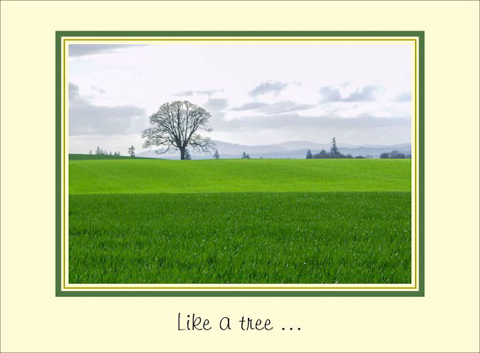 Like_A_Tree.jpg