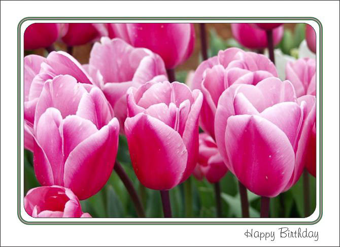 Pink_Tulips_Birthday.jpg