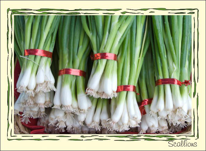 Scallions_Belated.jpg