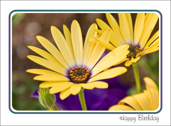 Yellow_Spring_Daisy_Birthday.jpg