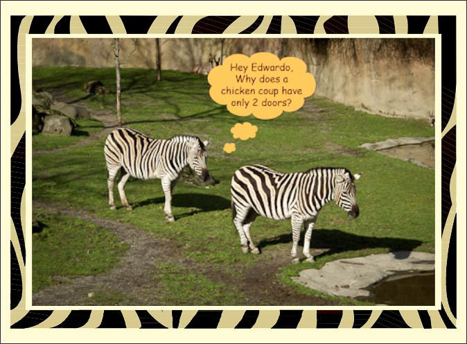 Zebra_Birthday.jpg