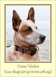 Canine_Wisdom.jpg