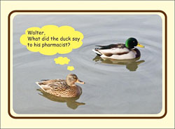 Ducks_Pharmacist_Bday.jpg