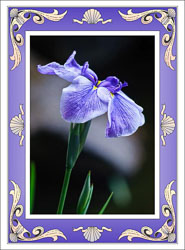 Framed_Blue_Iris_Birthday.jpg