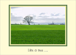 Like_A_Tree.jpg