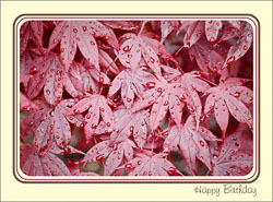 Red_Wet_Leaves_Birthday.jpg