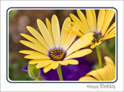 Yellow_Spring_Daisy_Birthday.jpg
